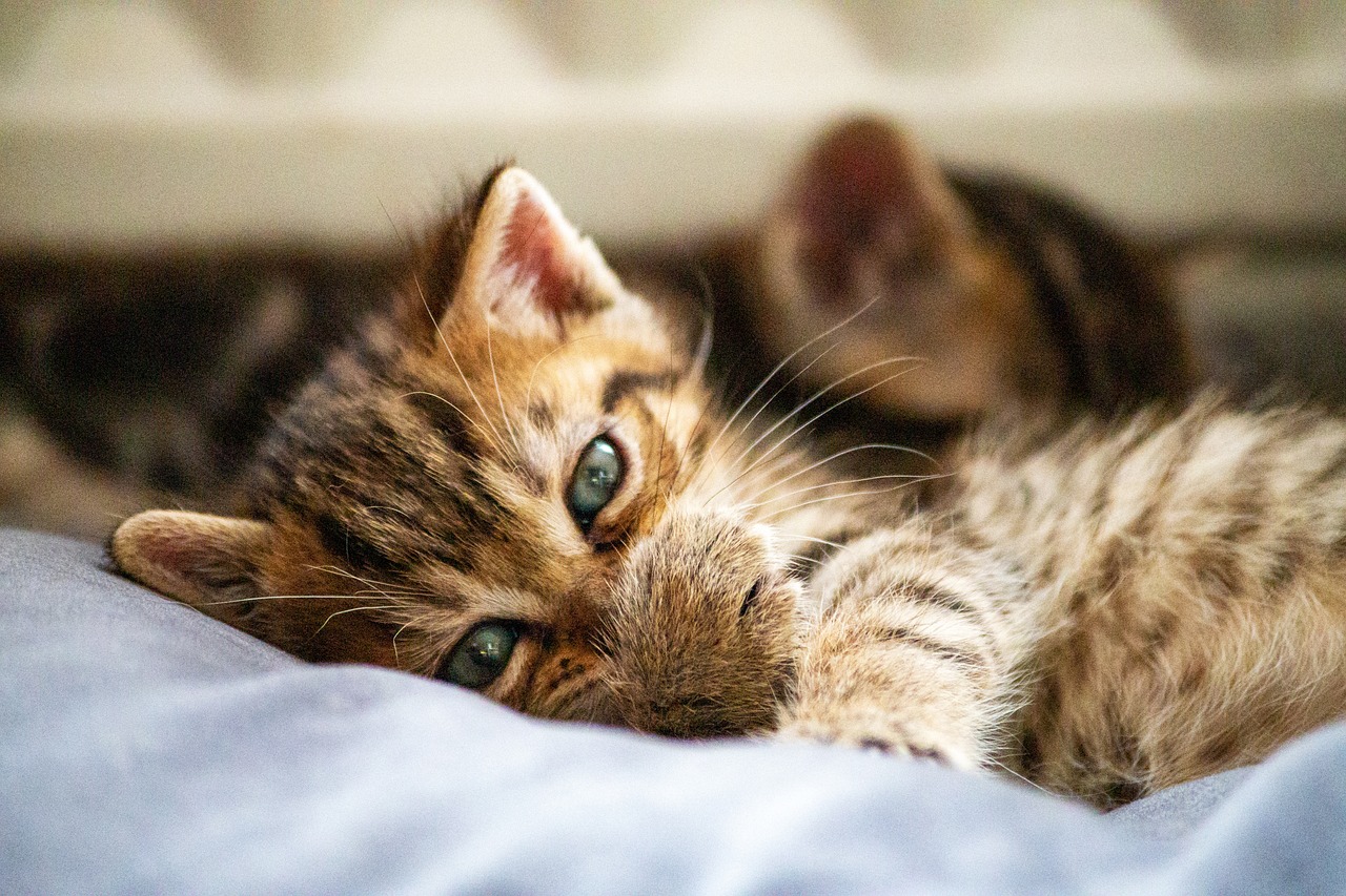 cat, kitten, pet, young cat, nature, animal, domestic cat, feline, cute, adorable, closeup