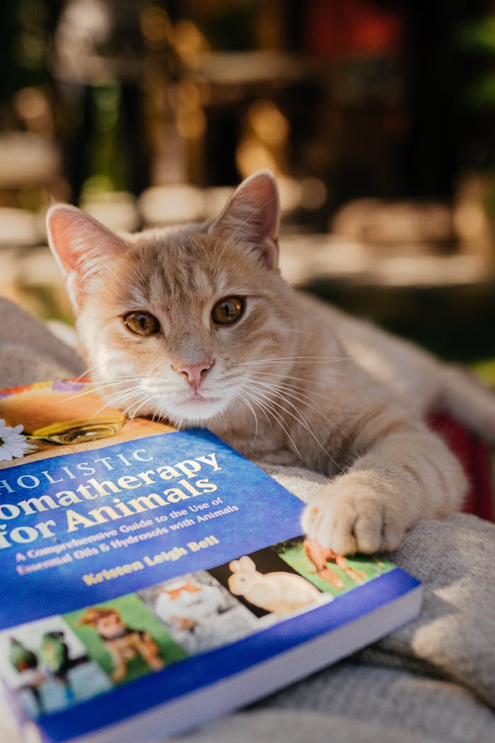 gallery-5 A cute ginger cat lies next to a book titled 'Holistic Aromatherapy for Animals.'