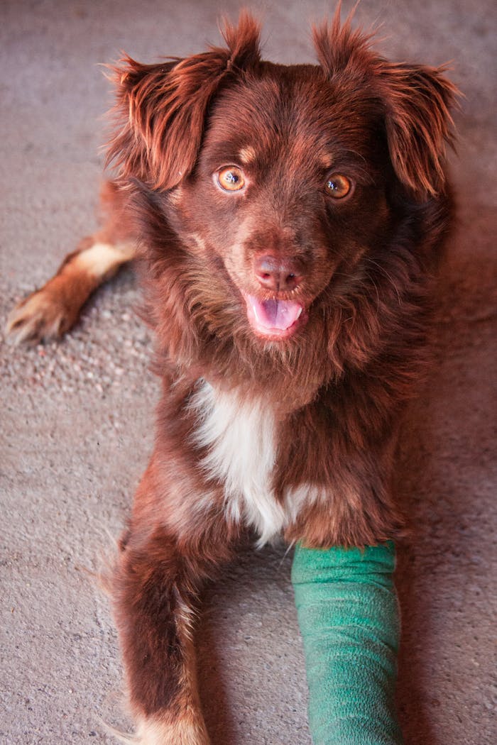 gallery-2 A cute brown dog with a green cast on its leg, lying on a concrete floor.
