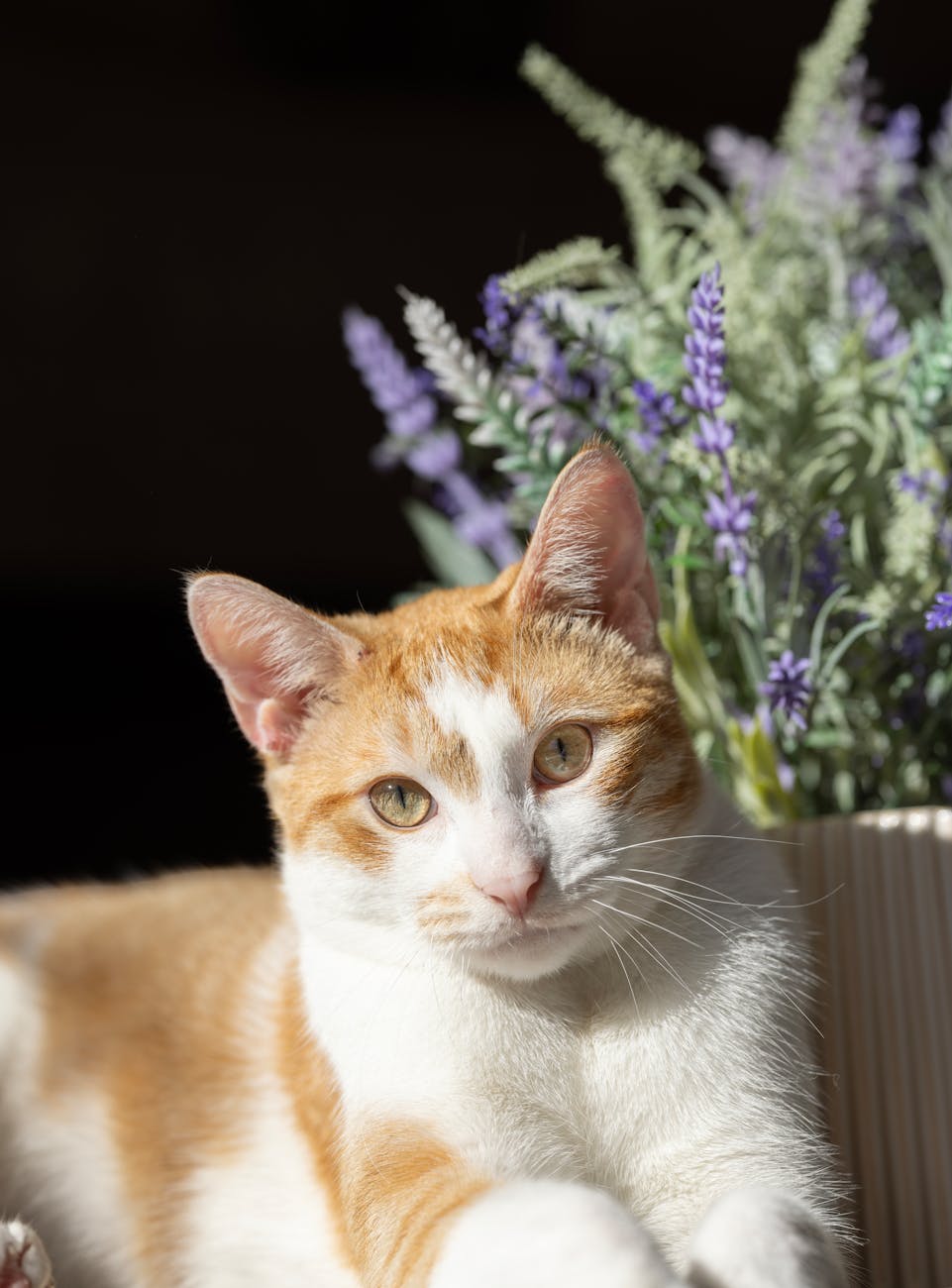 Charming orange and white domestic cat lounging next to lavender flowers in sunlit setting.