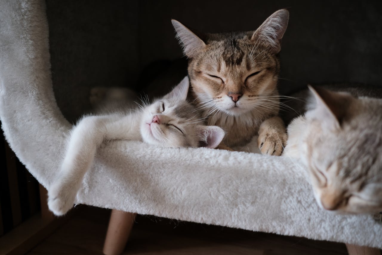 hero-img-02 A trio of adorable tabby cats peacefully sleeping on a soft, fluffy chair.
