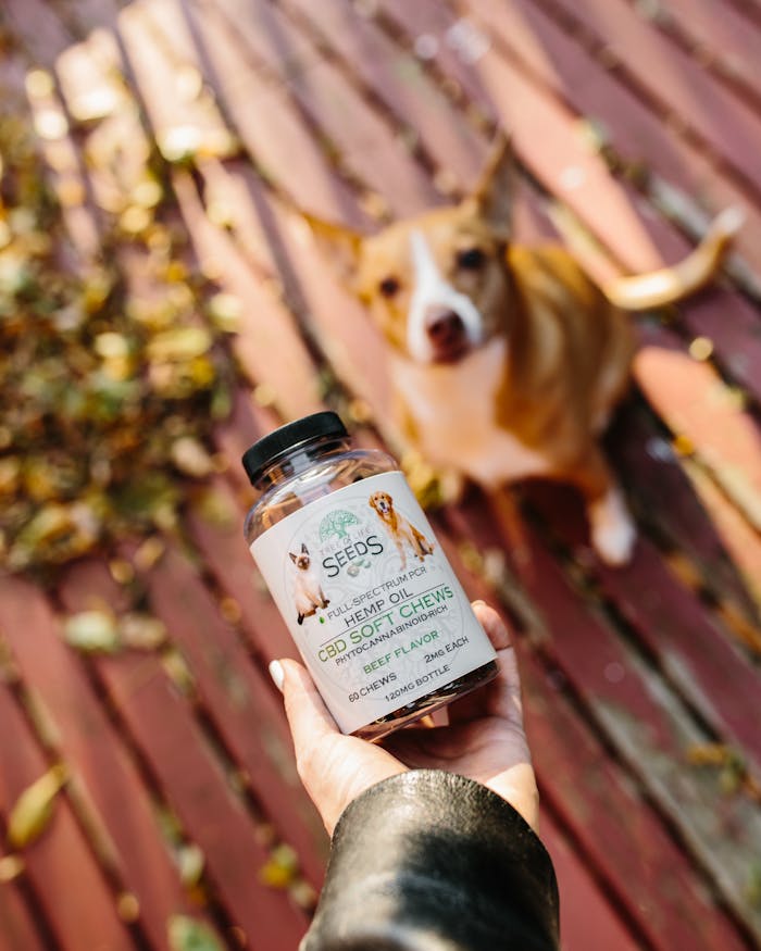 gallery-6 Hand holds bottle of CBD soft chews, with blurred dog on a rustic deck, North Little Rock.