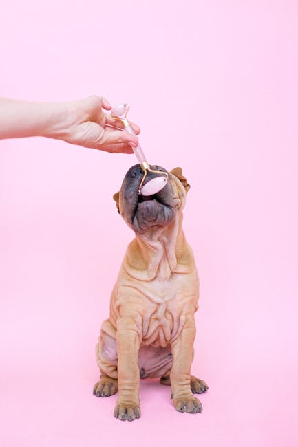 pexels-photo-4588003-4588003 Adorable Shar Pei dog getting a facial massage with a roller on a vibrant pink background.