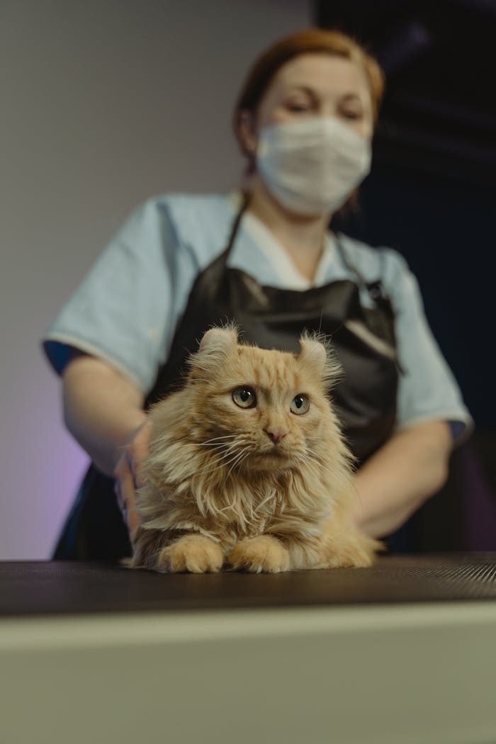 gallery-1 Woman groomer attending to an orange tabby cat in a pet salon.