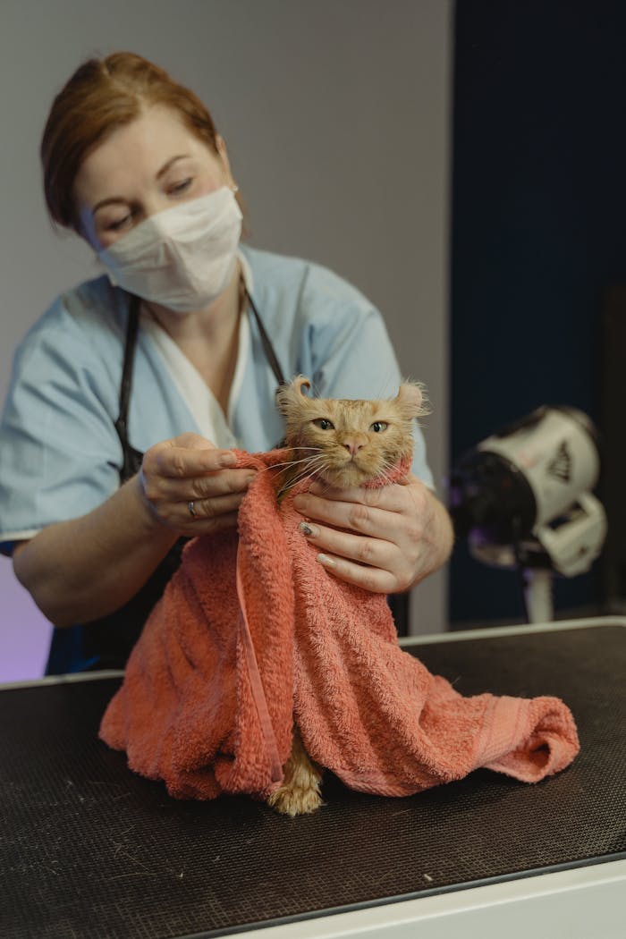 about-02 A veterinarian in a mask grooming a cat wrapped in a towel.