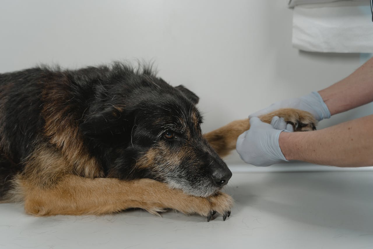 our-services-1 A veterinarian examines a relaxed dog's paw on a white table indoors.