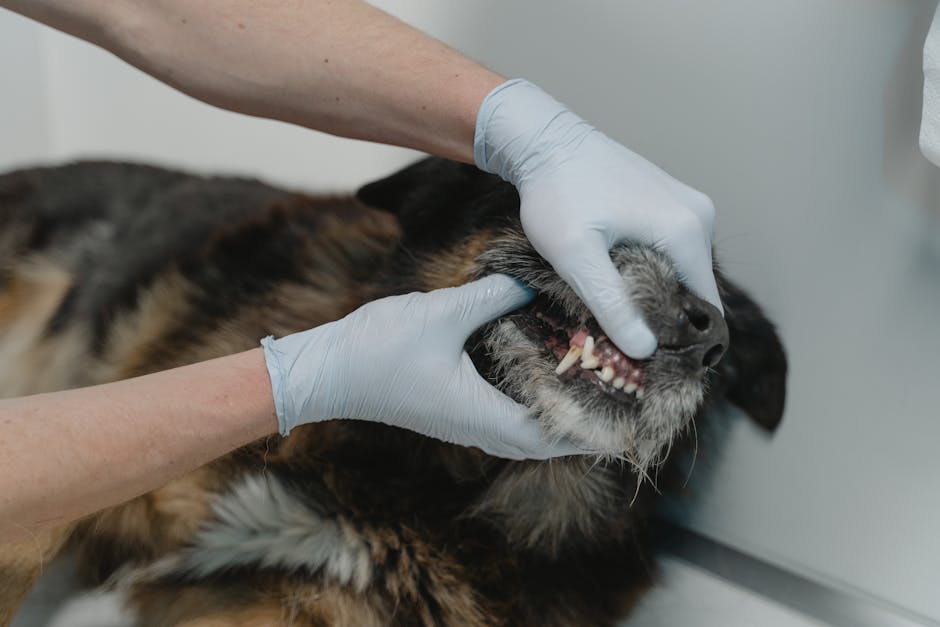 pexels-photo-6235113-6235113 Close-up of a veterinarian examining a dog's teeth during a dental checkup.