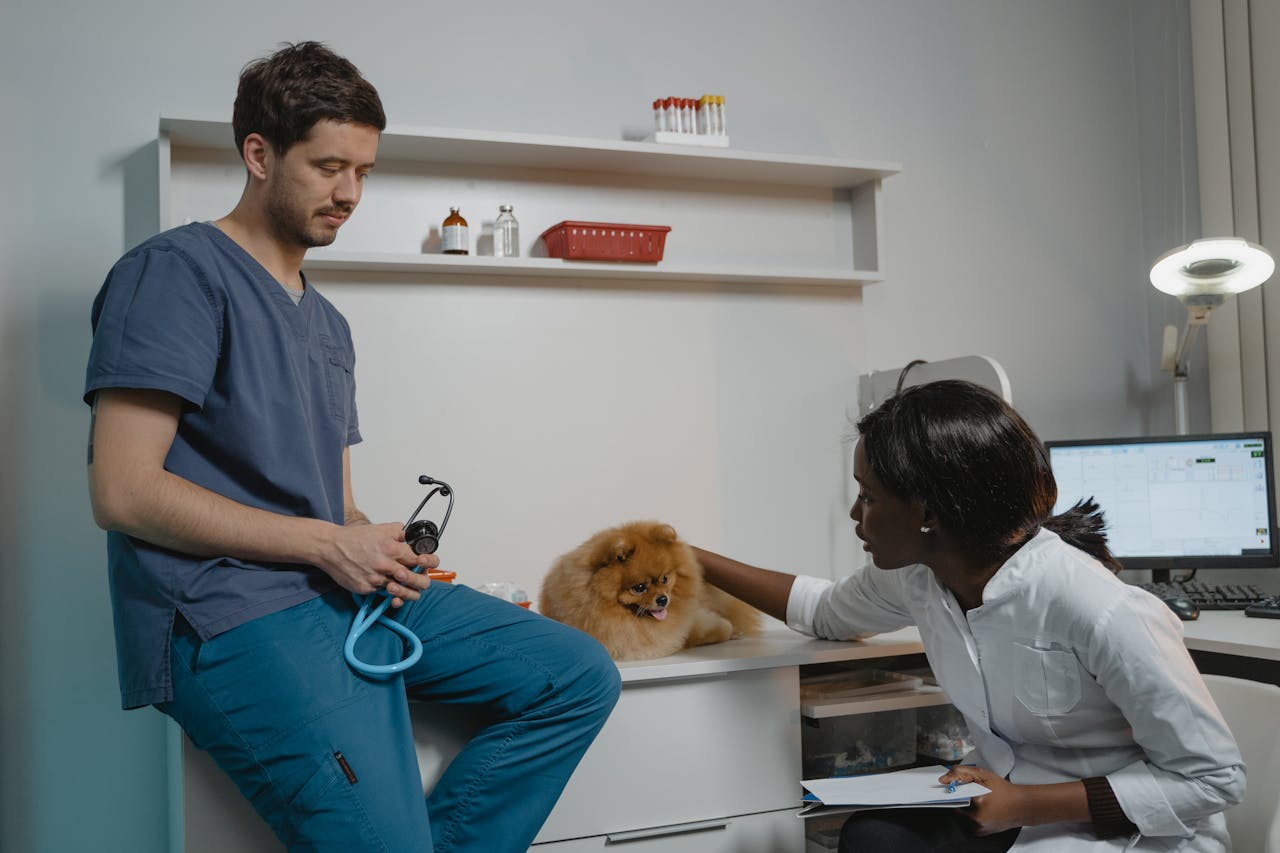 our-services-2 Veterinarian and assistant performing a check-up on a Pomeranian dog in a clinic room.