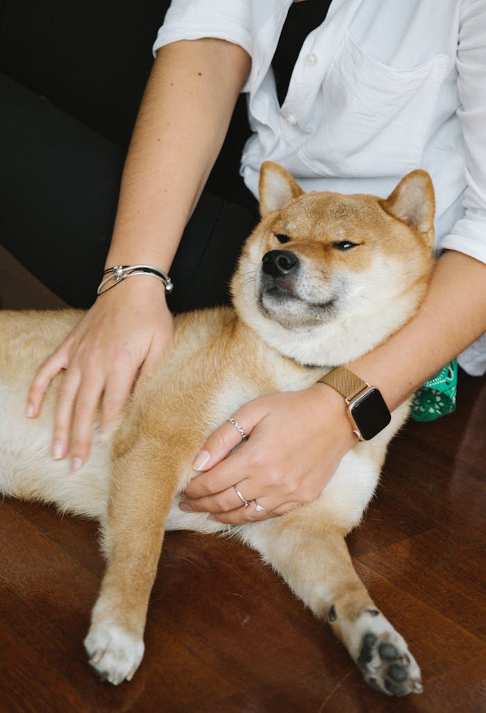 our-experience A young woman lovingly hugs her Shiba Inu dog inside a cozy home setting.