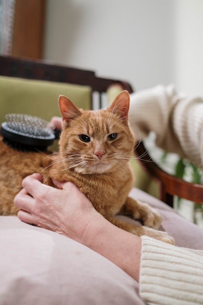 about-img A ginger cat enjoys grooming with a brush by a person indoors.