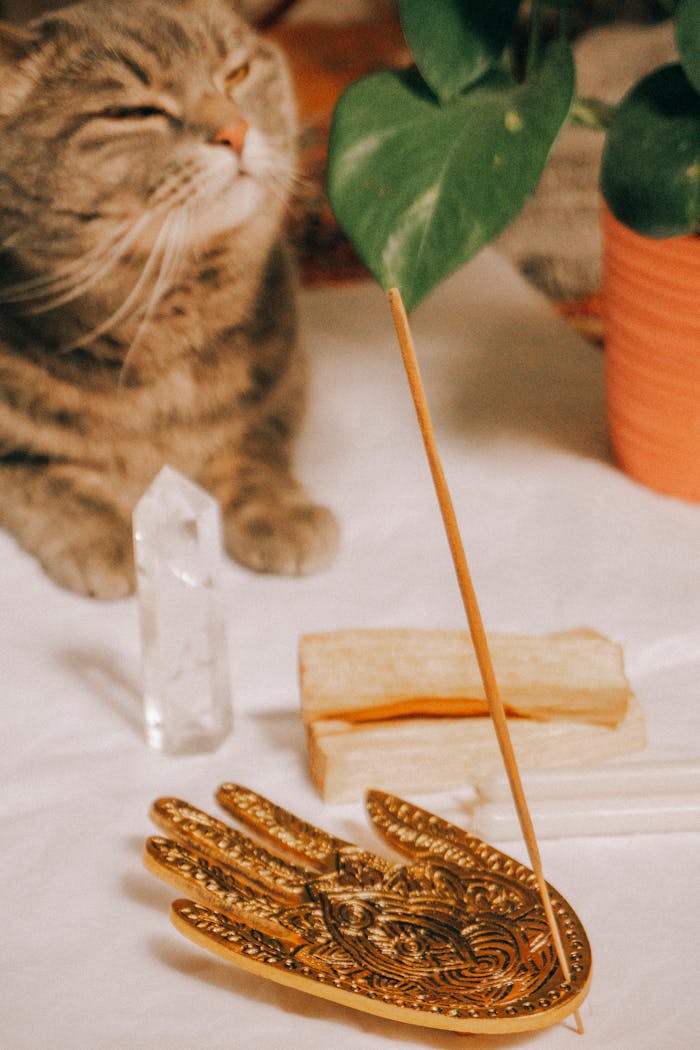 gallery-4 Tranquil scene with a cat, incense burner, crystal, and plant creating a calming atmosphere.