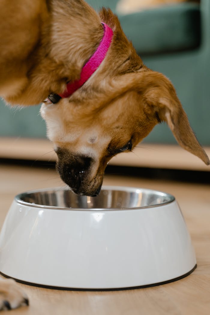 gallery-3 Cute dog wearing a pink collar enjoying meal in a stainless steel pet bowl indoors.