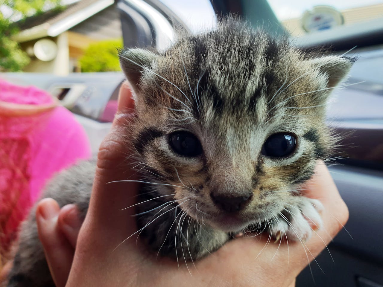 why-choose-us Close-up image of a cute tabby kitten being held gently in human hands, showcasing its expressive eyes.